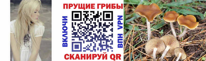 цены Осинники Галлюциногенные грибы прущие грибы
